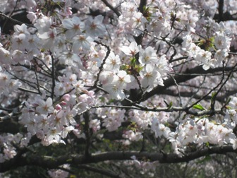 20090306b.jpg