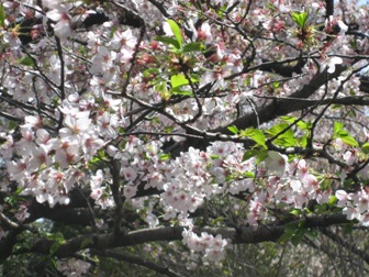 20090310b.jpg