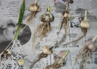 20130617a.jpg
